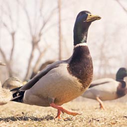 在线DDOS平台攻击